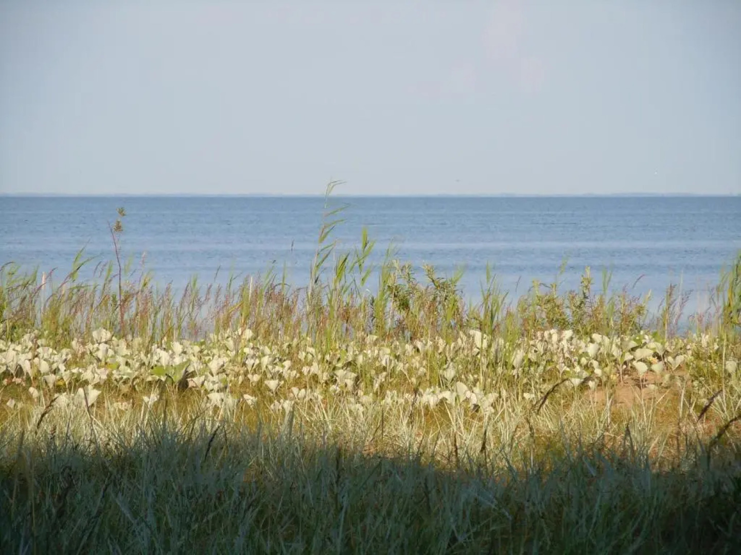 Apartamentas ''Jūratė'' 6-8 asmenims su sauna, privačiu kiemeliu prie jachtklubo.