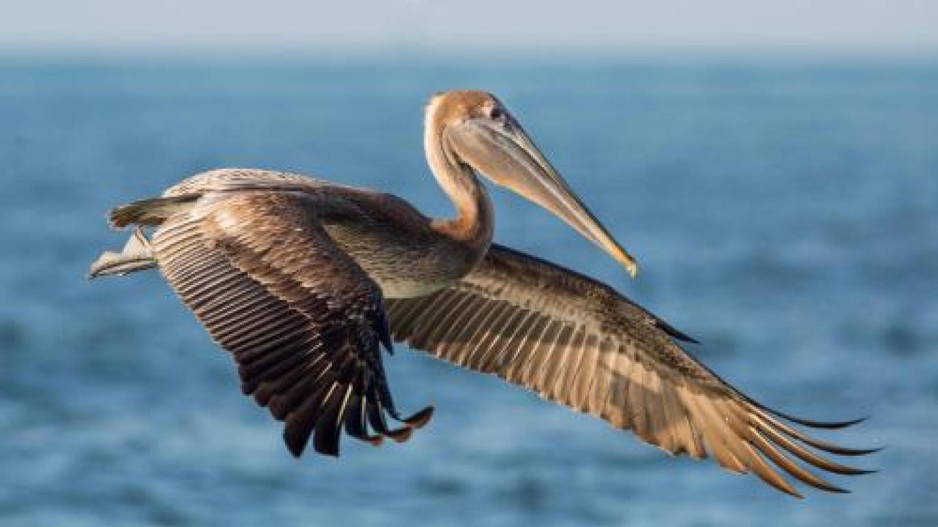 Sandpiper Beach #405