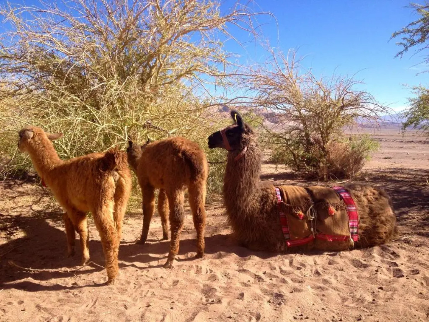 Atacama Loft & Glamp