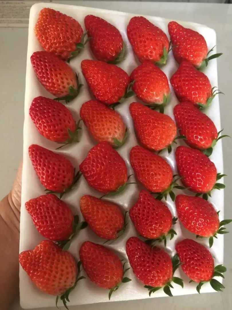 Wawee Strawberry House