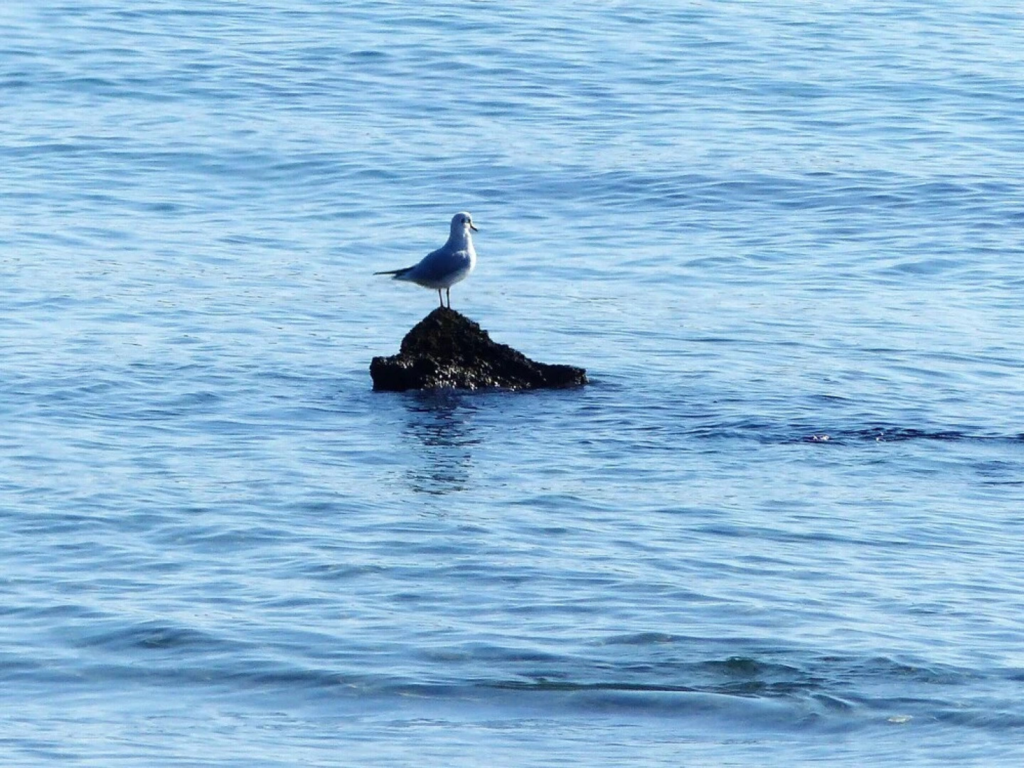 Villa With 3 Bedrooms in San Juan de los Terreros, With Wonderful sea View, Private Pool, Enclosed Garden