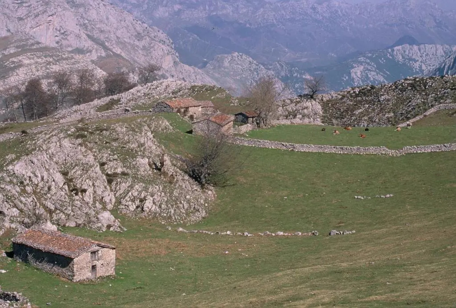Picos de Europa