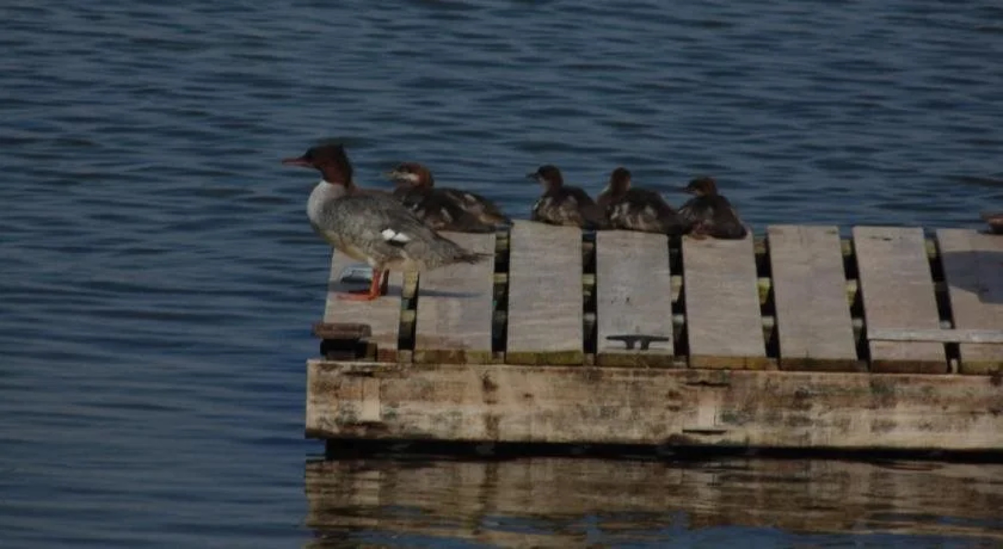 Maple Grove Cottages