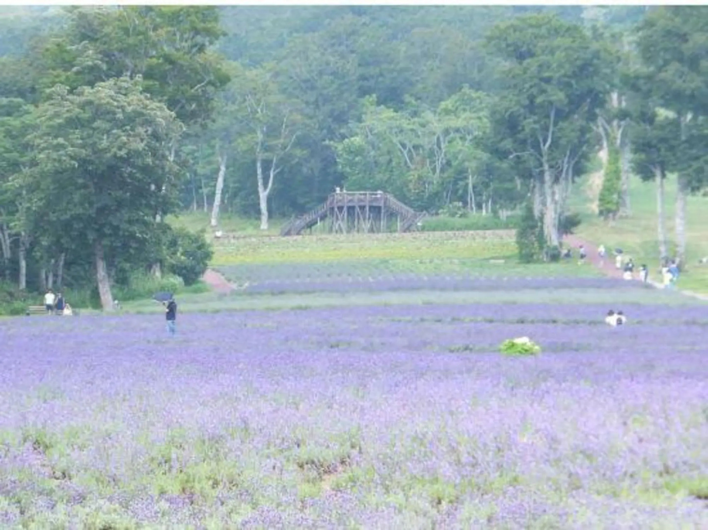 Pension Vin de Rouge