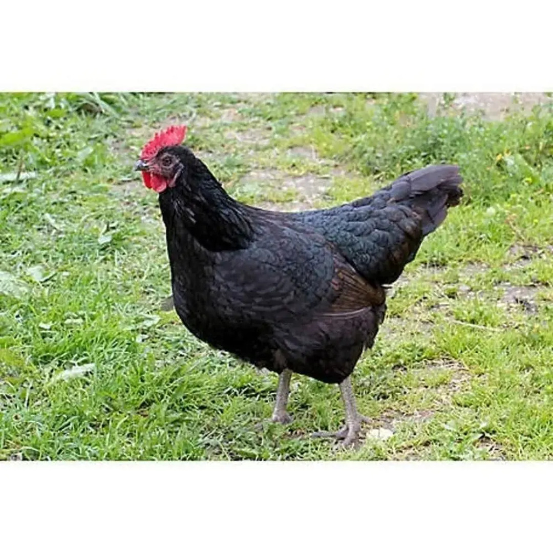 Impeccable 2-bed Cottage in Wisbech