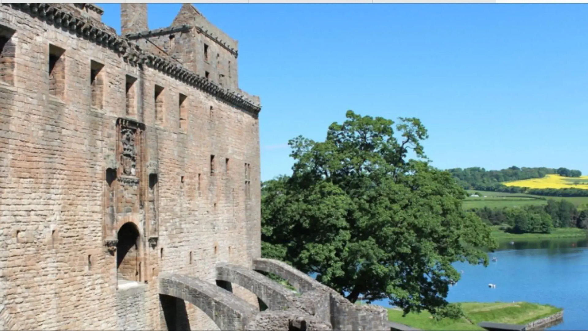 The Little Beech Tree