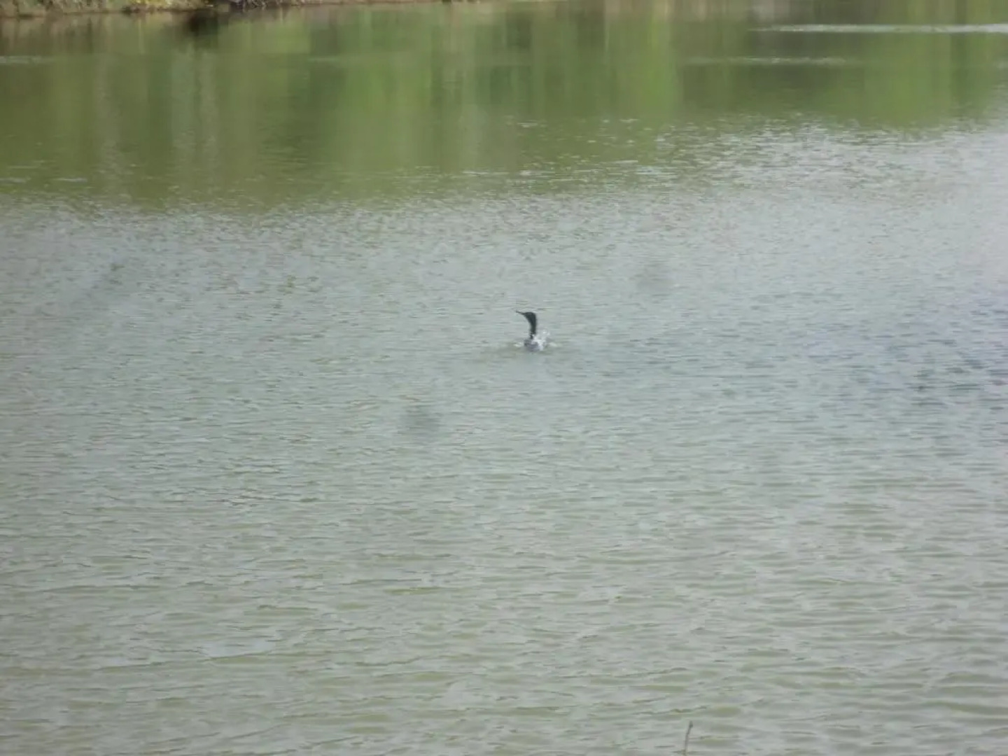 Soma HomeStay and Restaurant