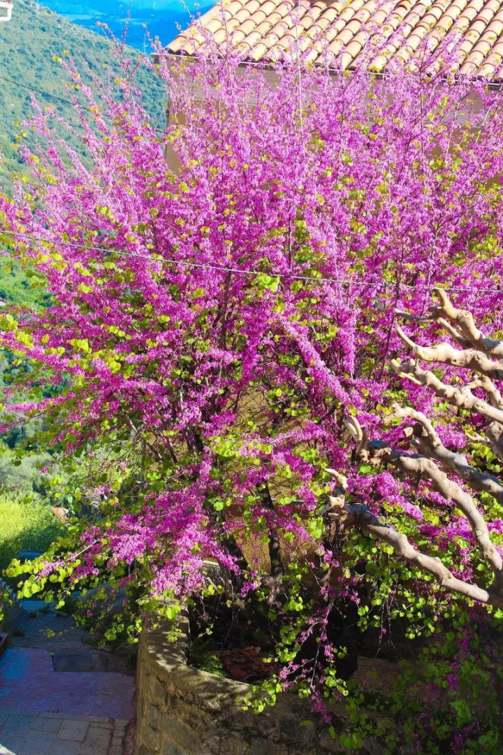 Hôtel Restaurant U Santa Maria