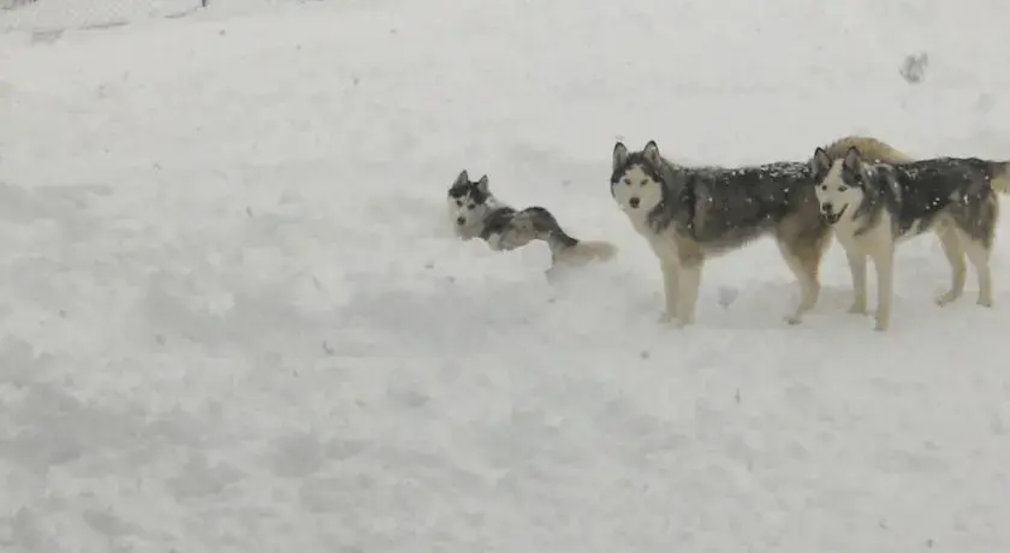 Gästezimmer Voice of Arctic Wilderness