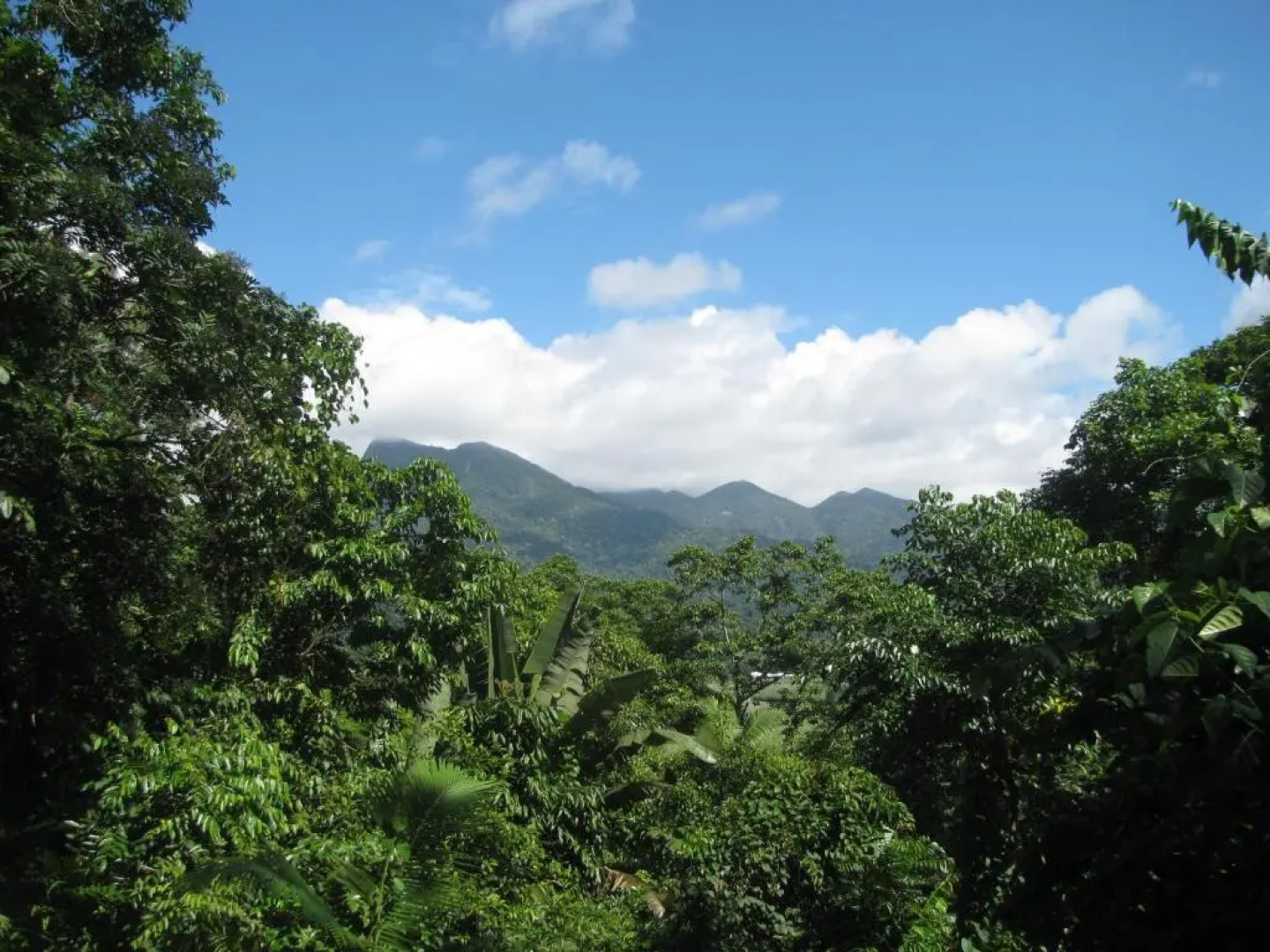Mossman Gorge Bed and Breakfast