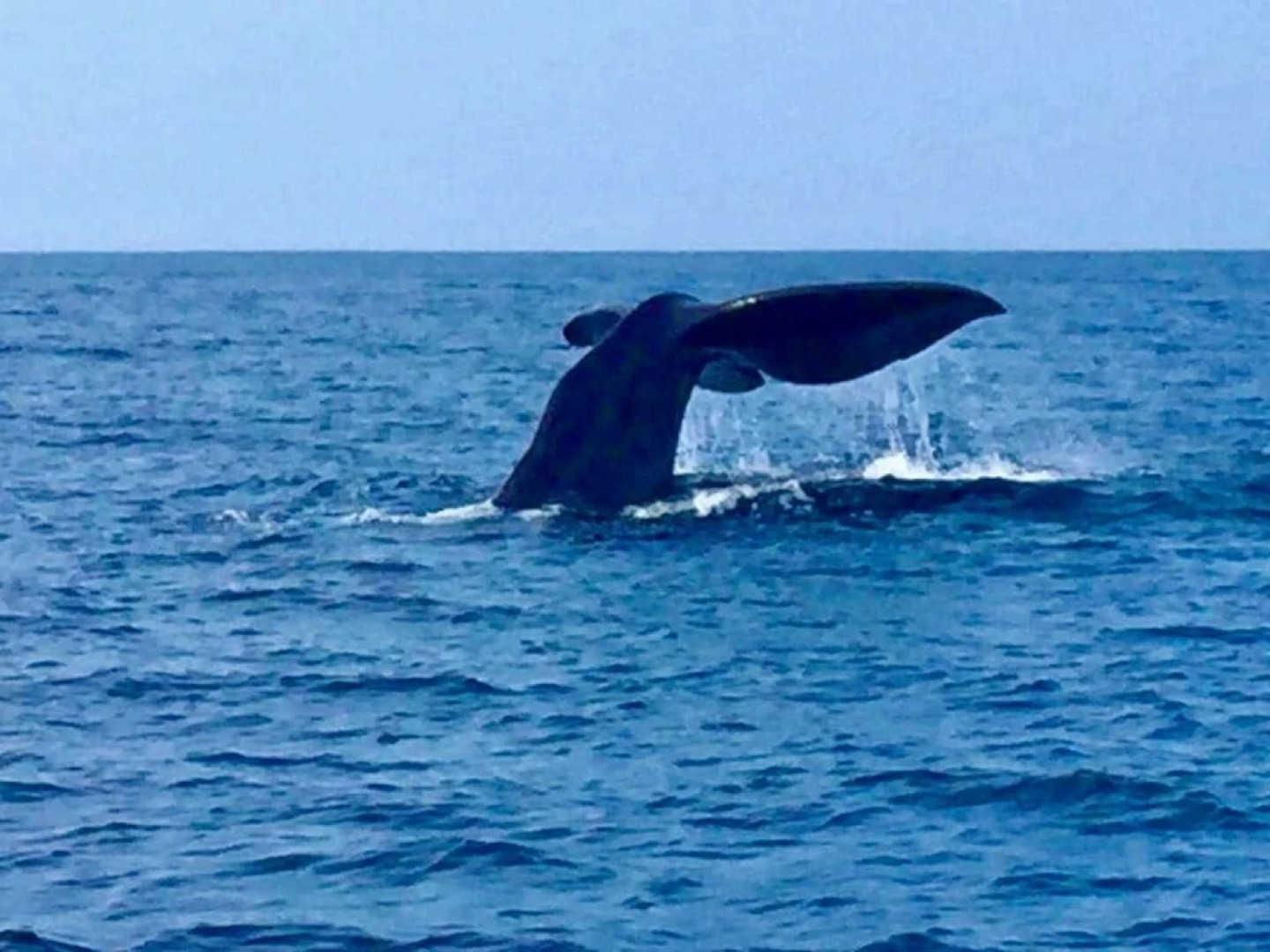 Seaside Panama Lodge