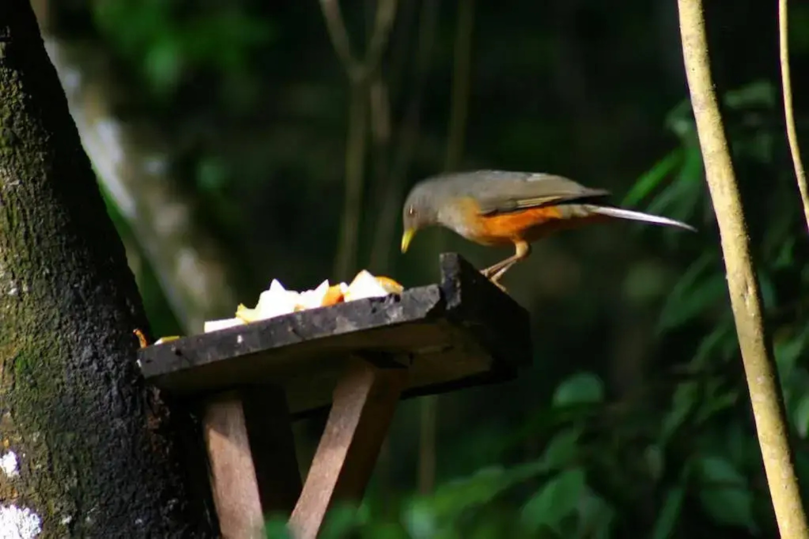 Pousada Candonga Da Serra Hotel