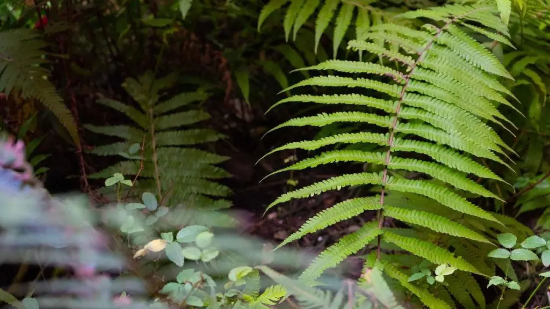 Kaimana Inn Hotel Restaurant