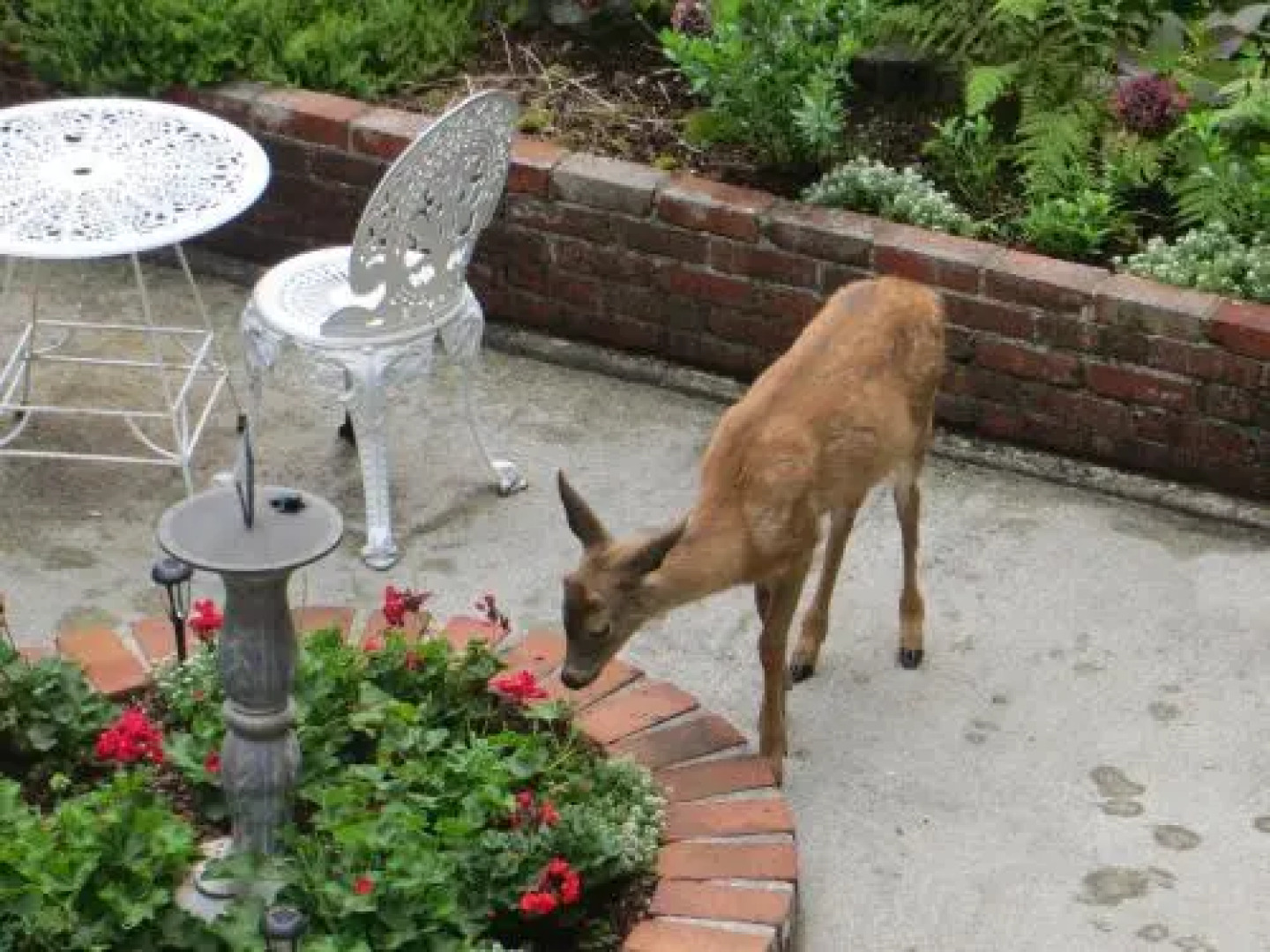 Caprice Bed And Breakfast