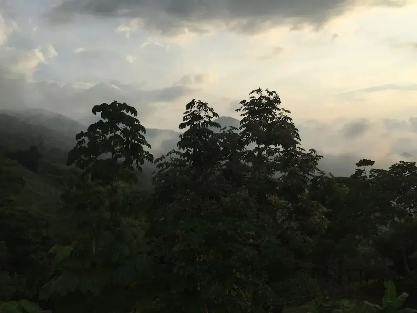 Finca Cafetera San Rafael