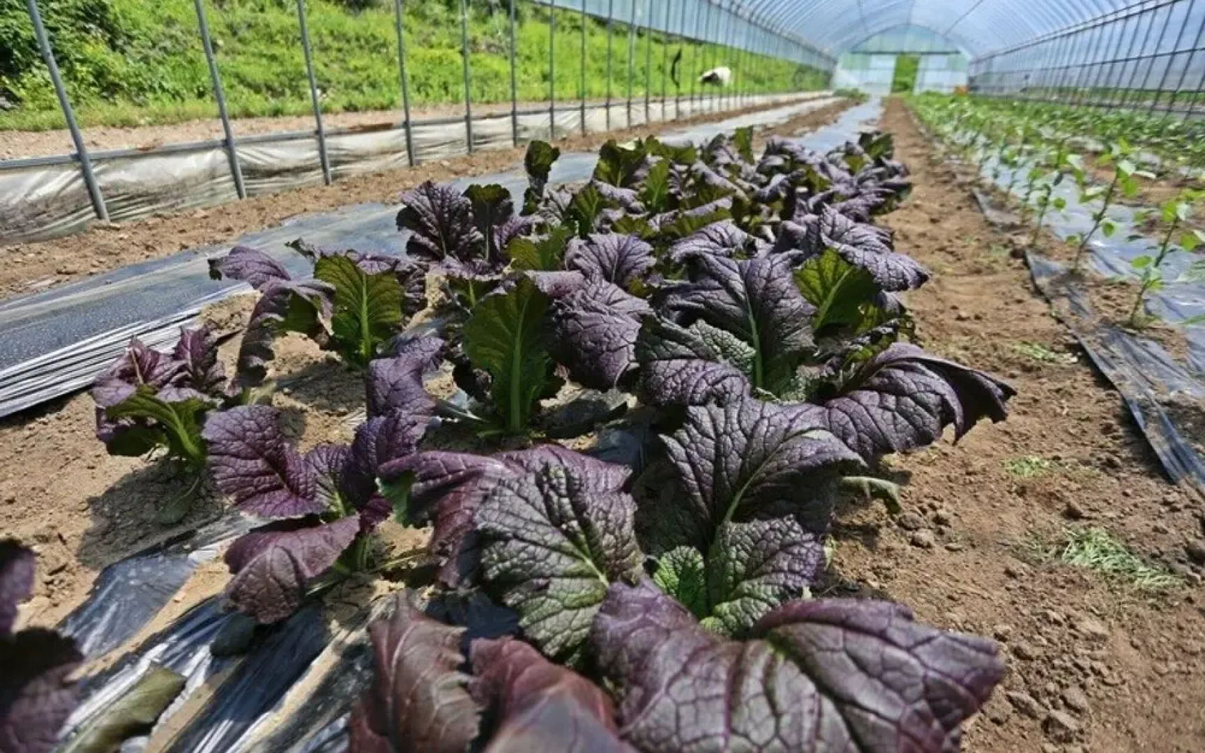 Yangpyeong Haneulbit Pension