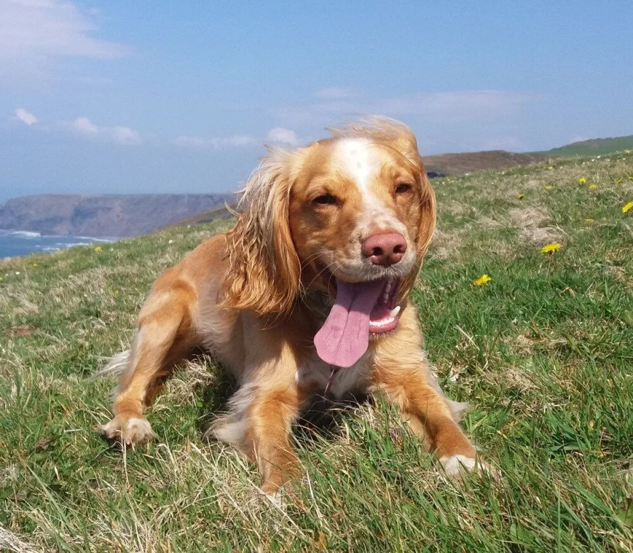 Cornish Valley View B&B