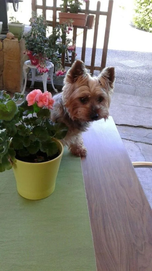 Auberge du Relais d'Auniac