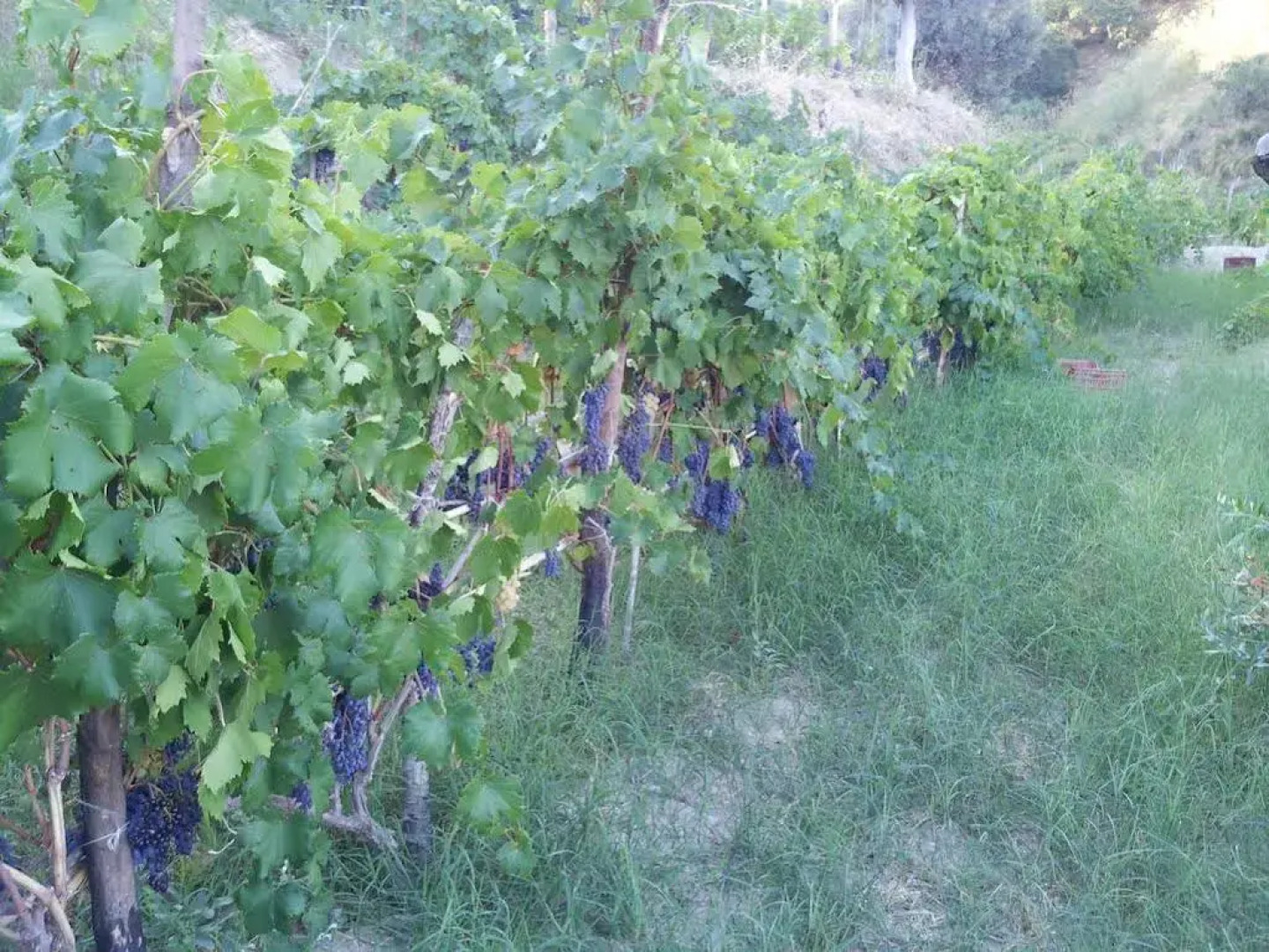 Il Giardino Di Ausonia