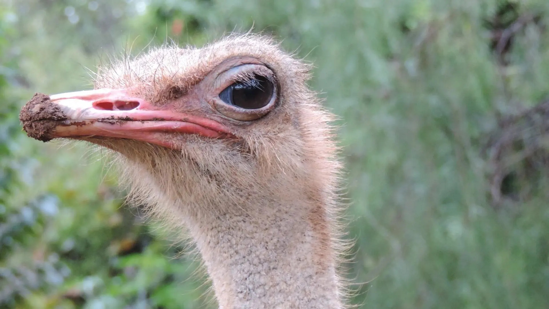 Hotel Fazenda Vale Amanhecer