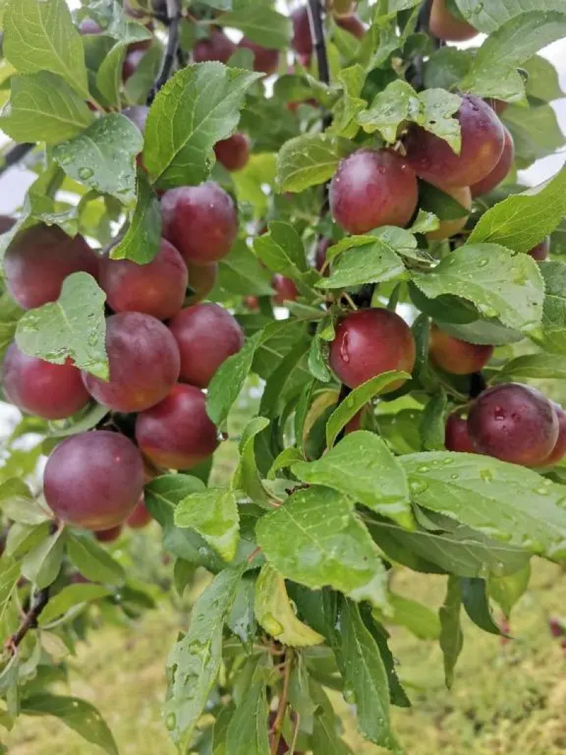 село Нинигори