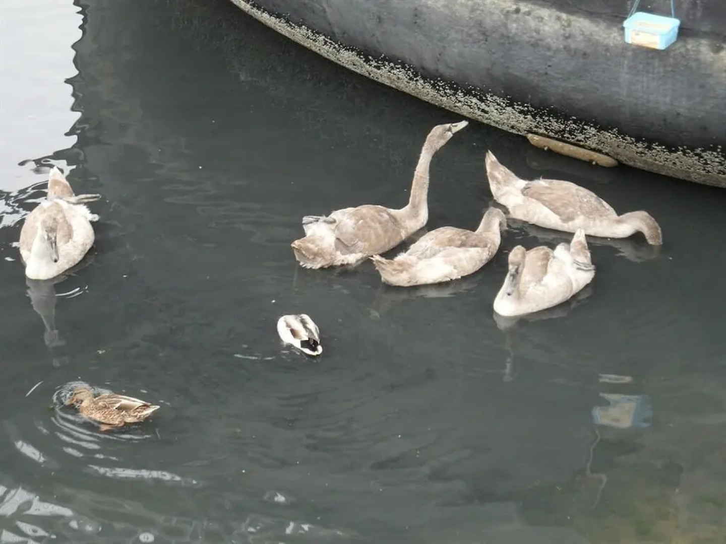 Houseboat Harbourside View