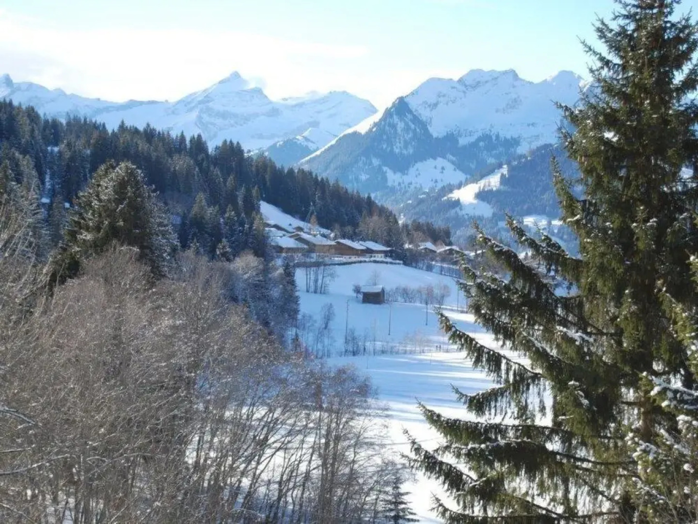 Ariel Saanen in Saanen