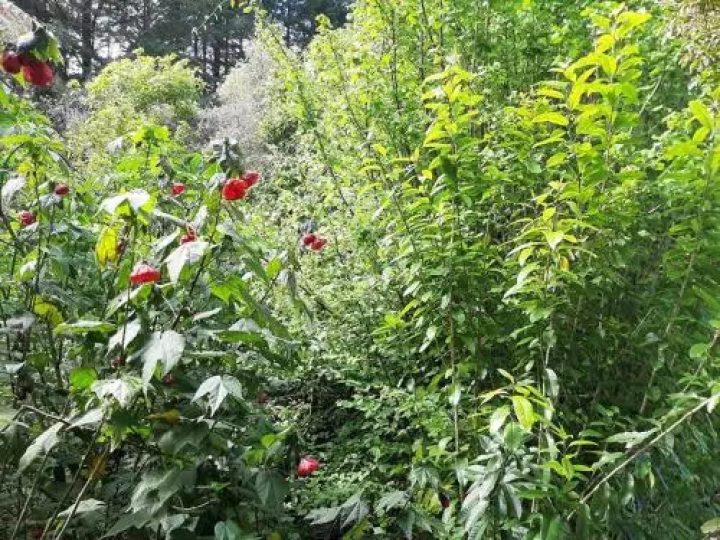 Buena Vista Apartment