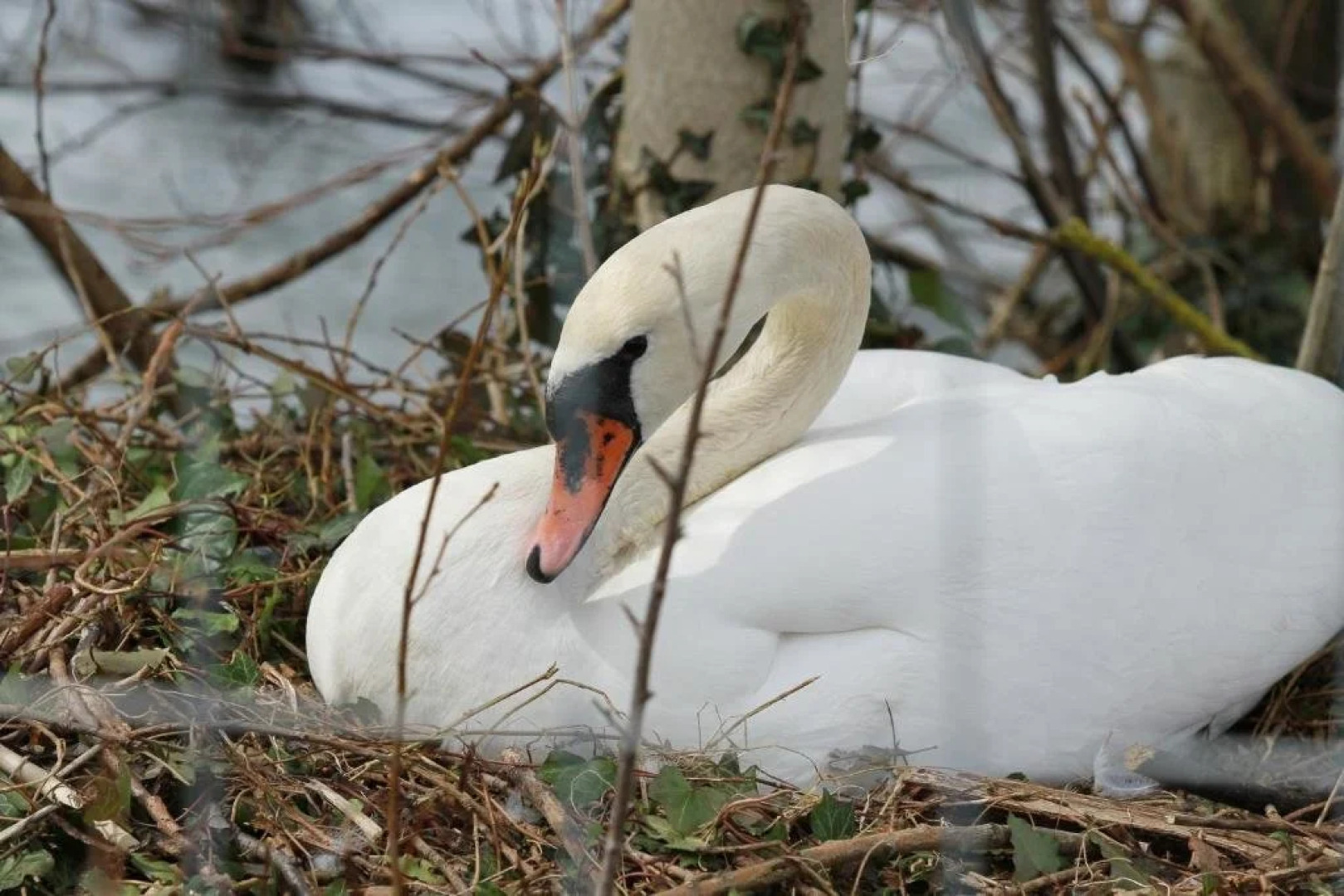 Zum Schwanen Gasthof Pension
