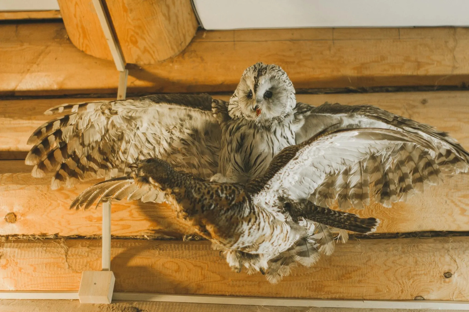 Gostevoi Dom Ryabinovyi