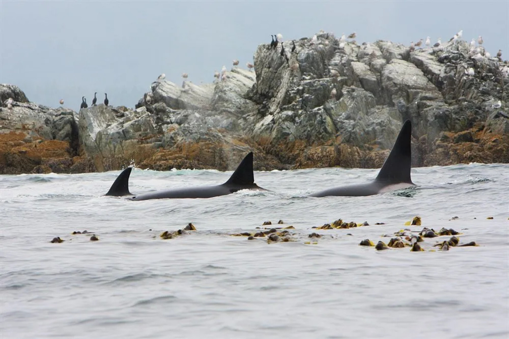 Little Beach Resort & Wellness Retreat