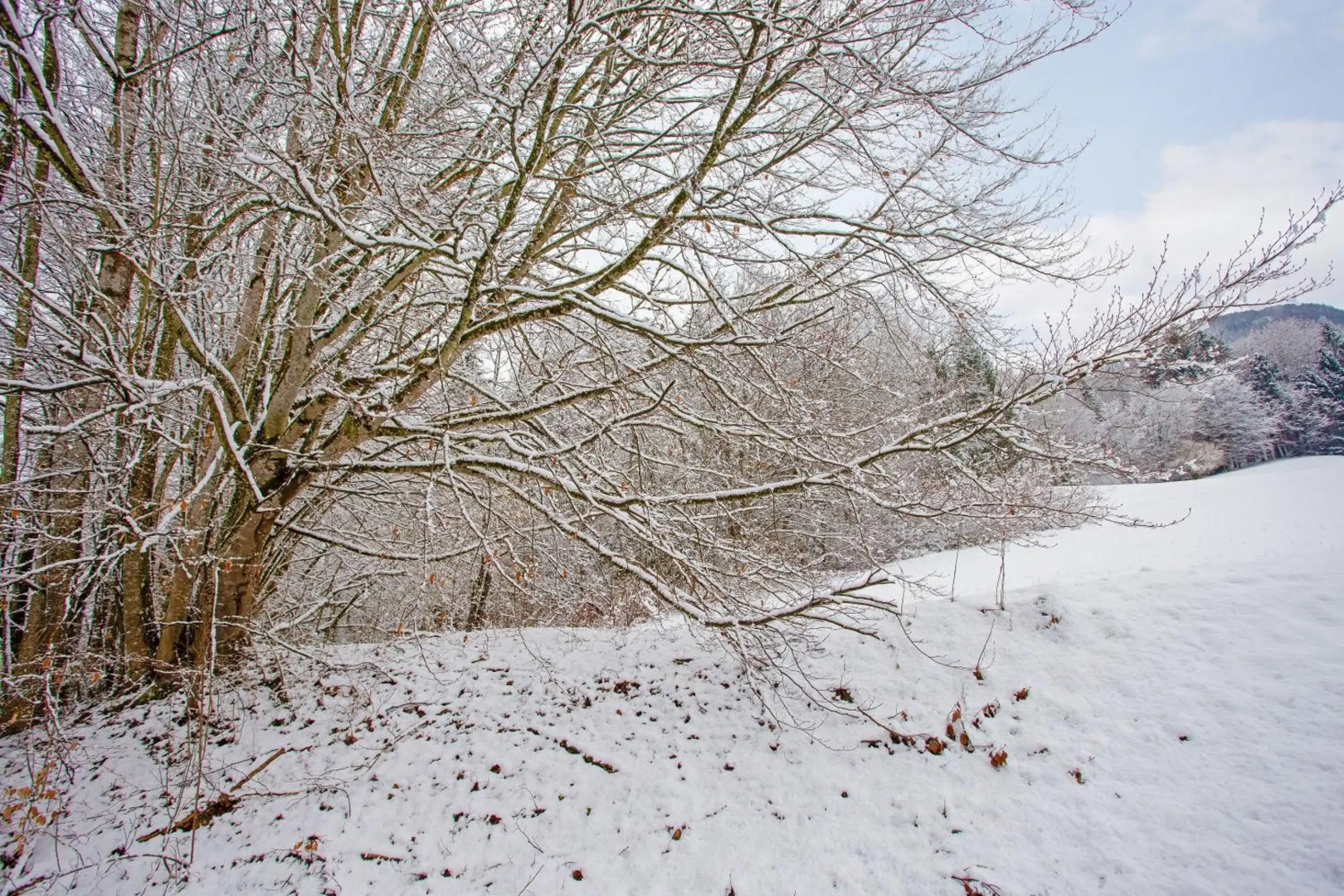 Ferienwohnung König