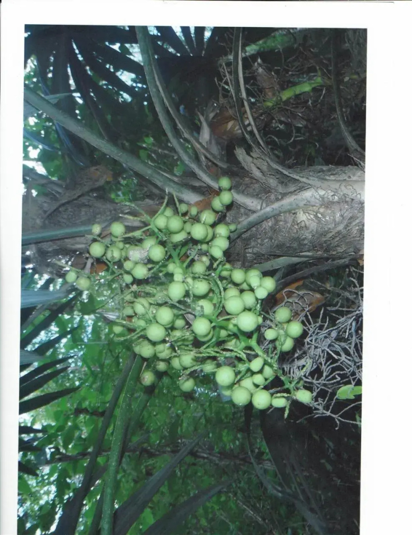 Posada Los Reyecitos