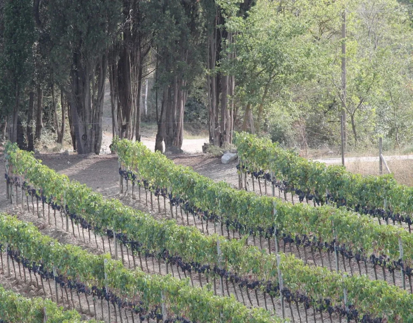 Agriturismo Il Poderuccio