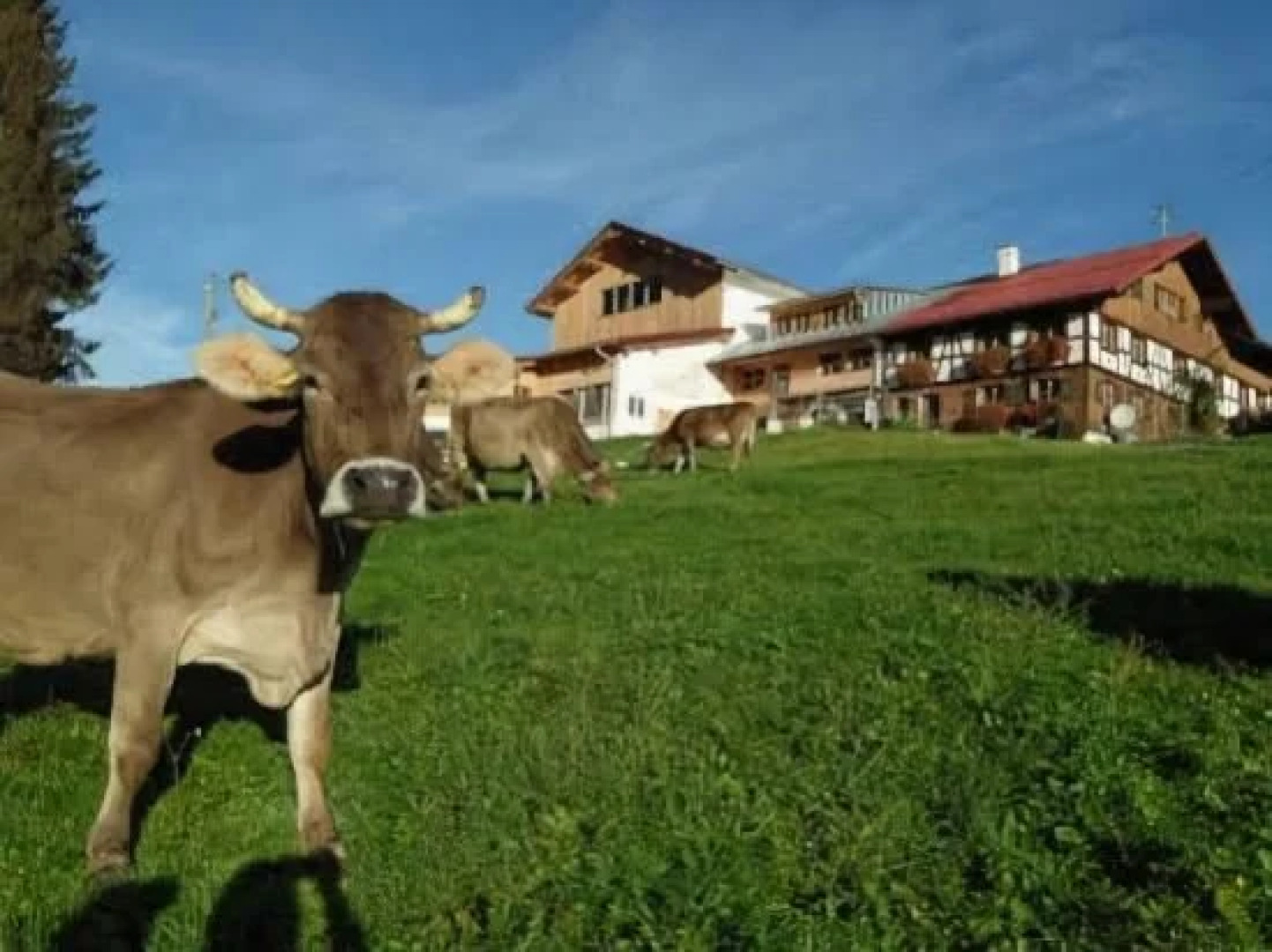 Bio-Bergbauernhof Jäck