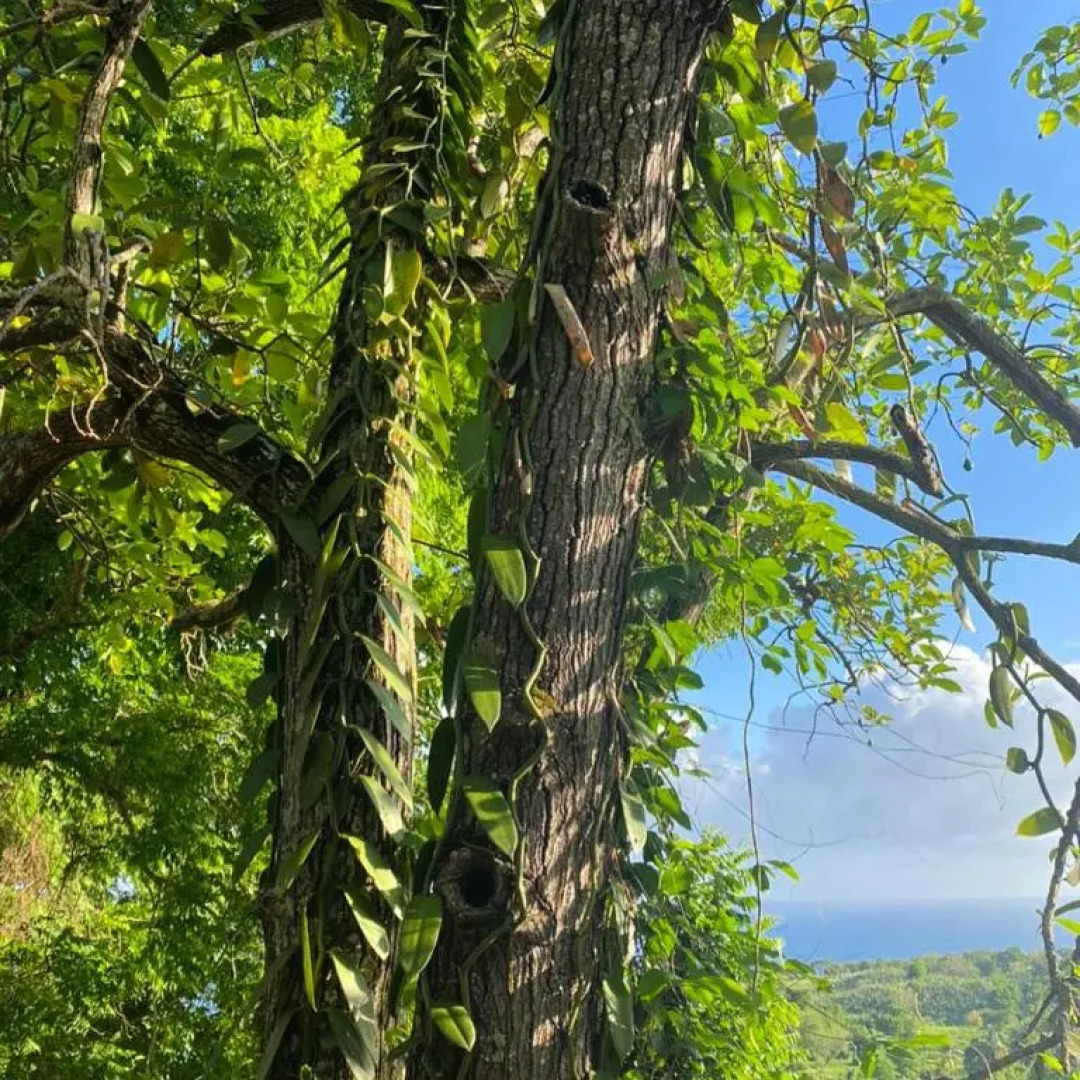 Villa Cajou (Chambre d'hôtes chez l'habitant)