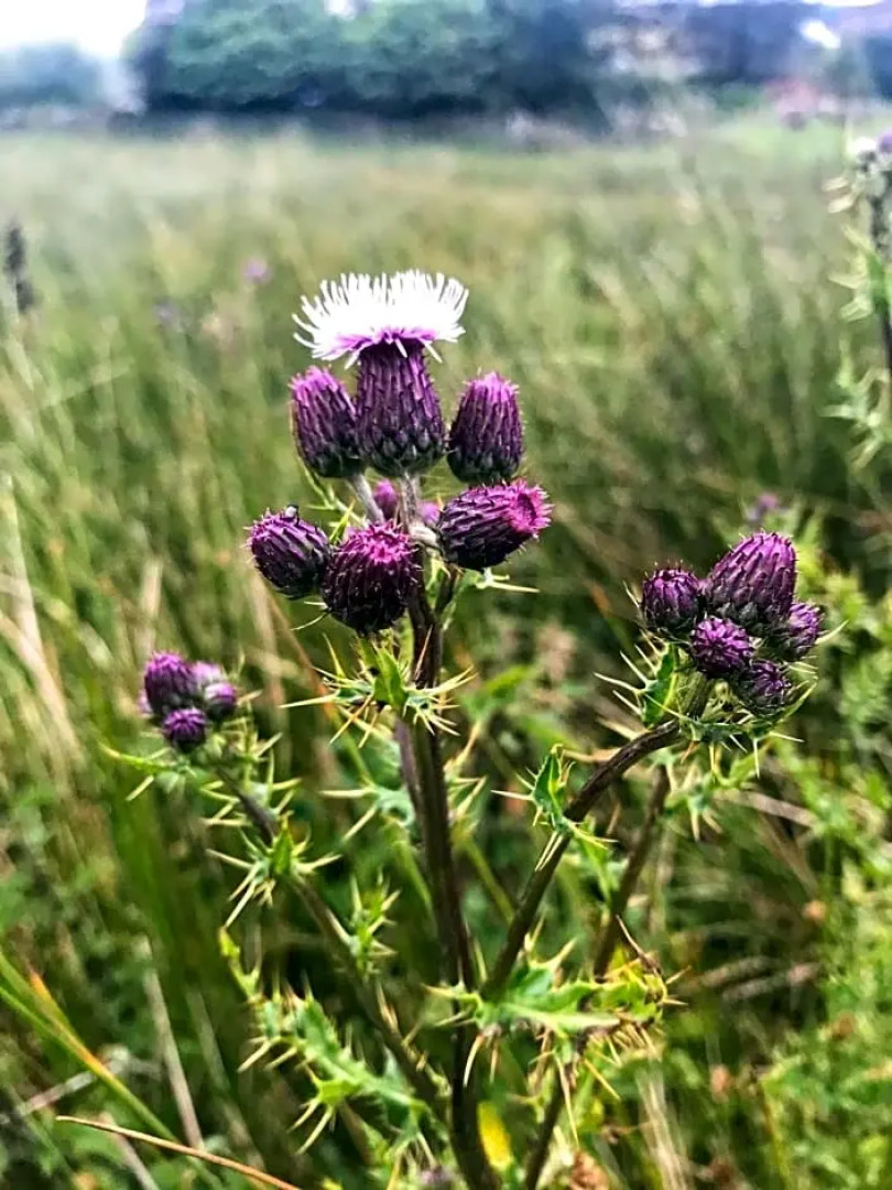 The Garsdale Bed & Breakfast - Goats and Oats at Garsdale