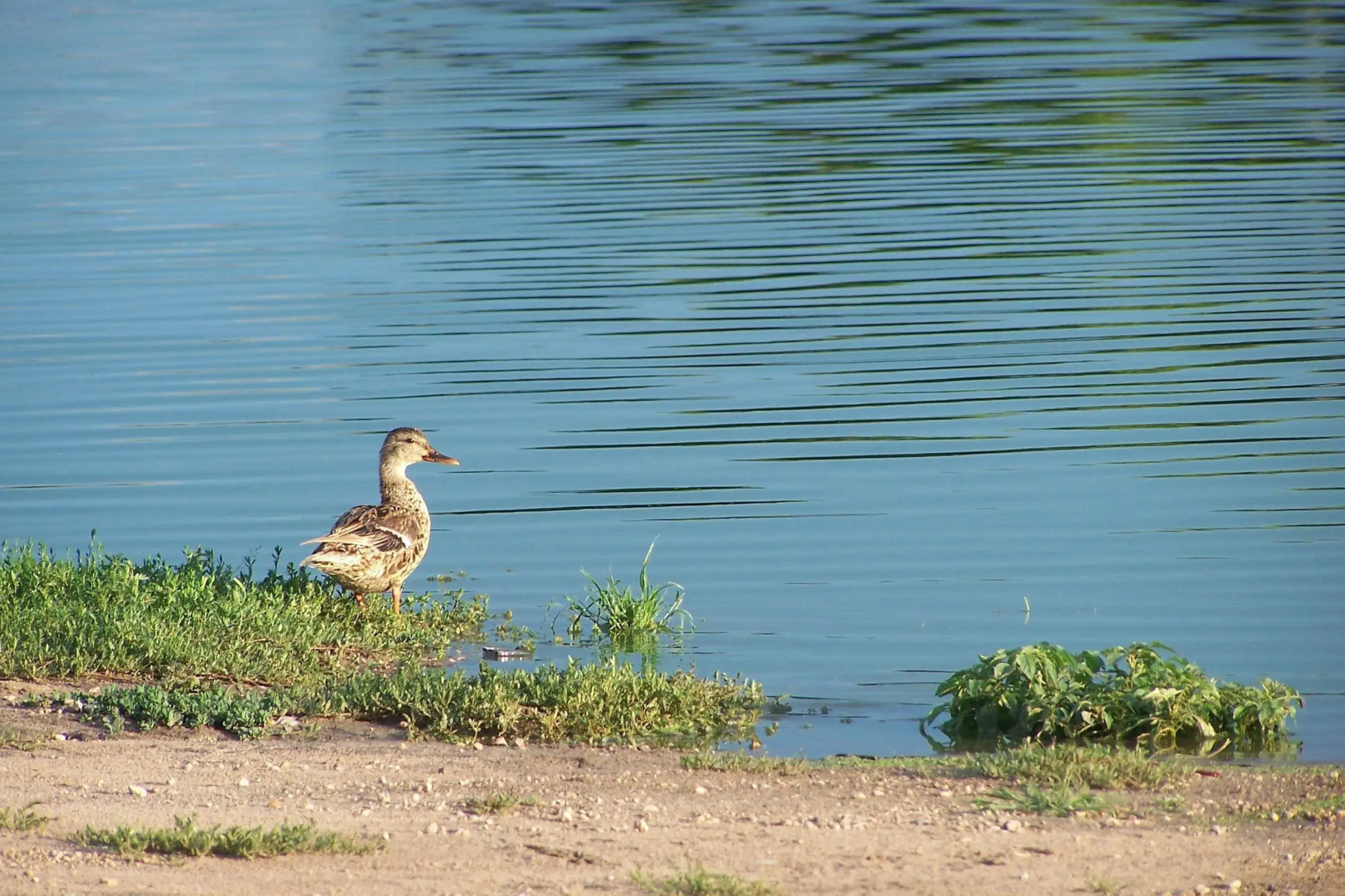 Best Western Nursanickel Hotel