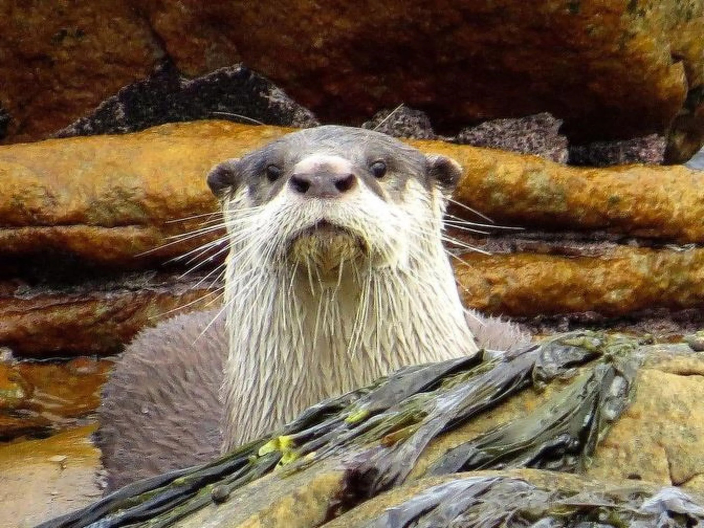 Royal Whale Watching