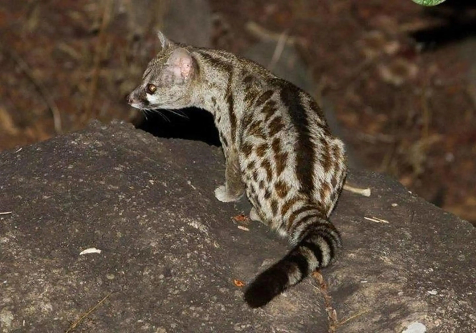 Utopia in Africa Guest Villa