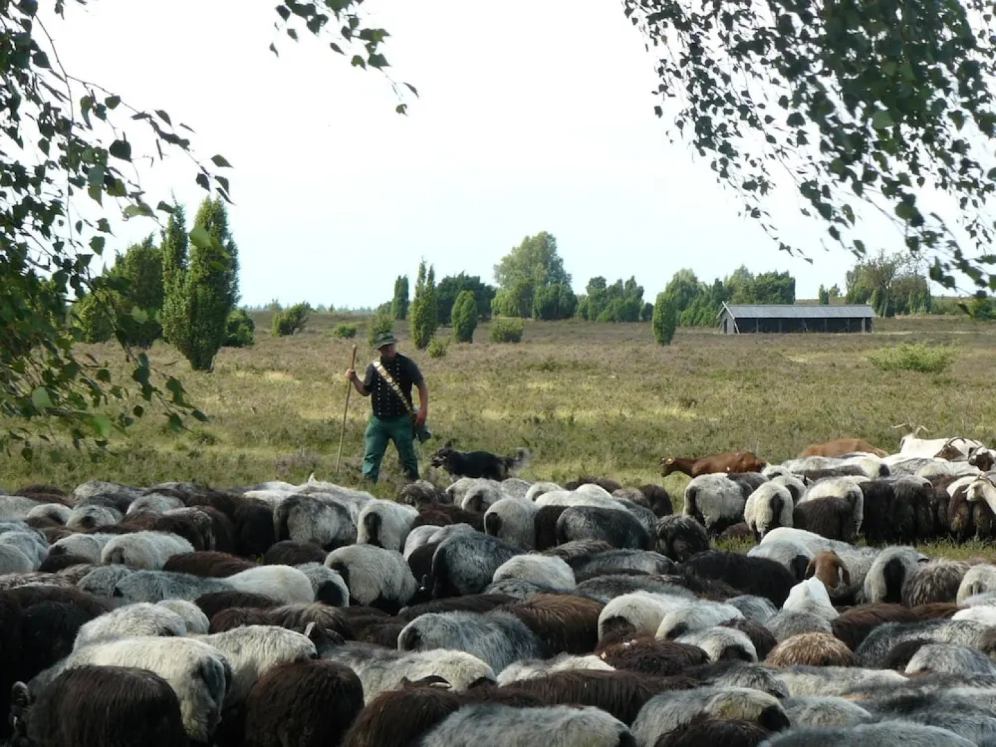 Cozy Holiday Home in Wietzendorf near Forest