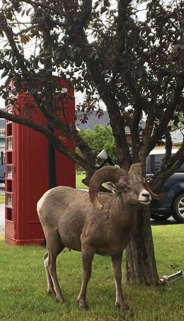 The Piccadilly Motel