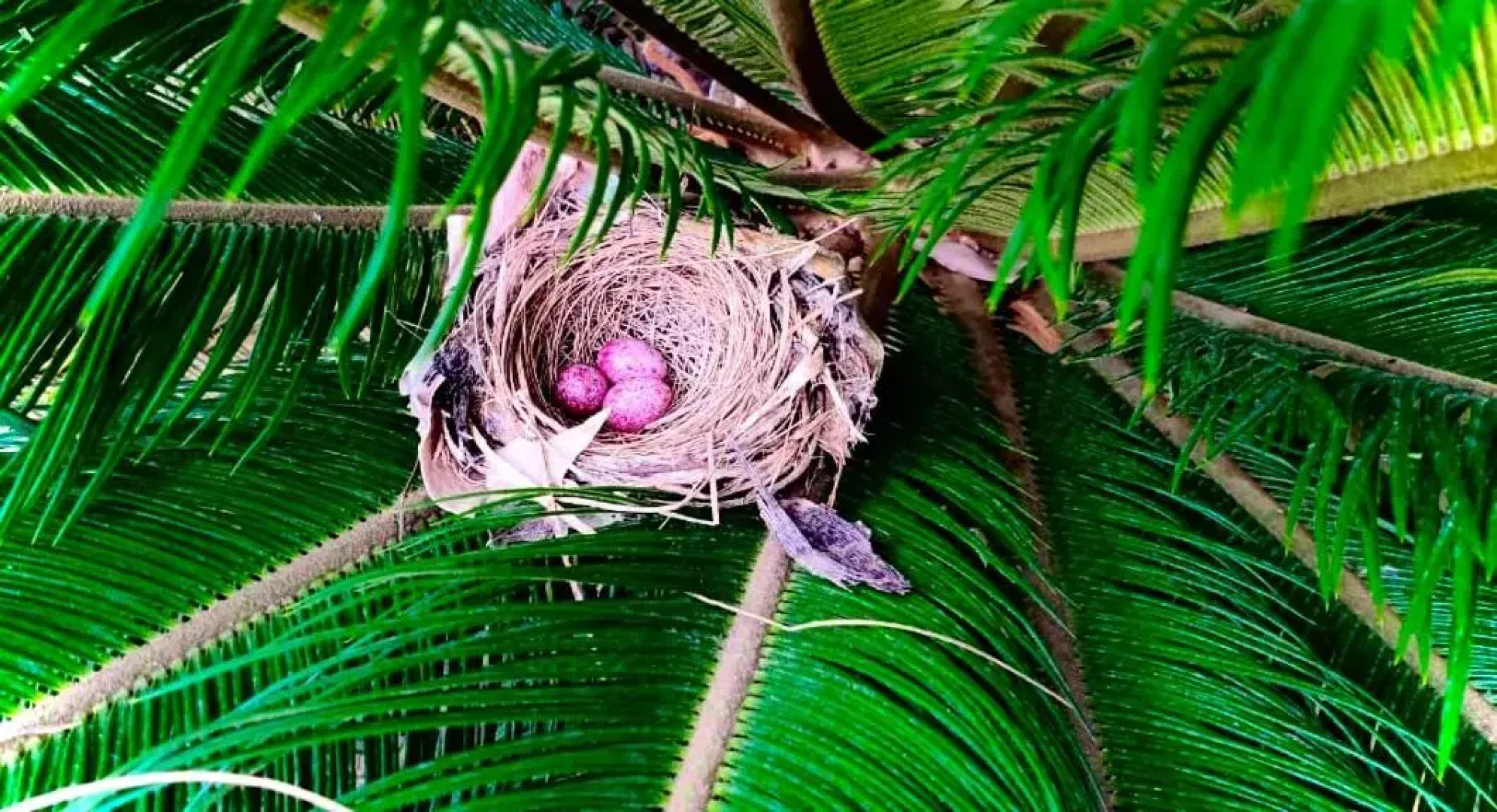 The Coffee Castle Villa