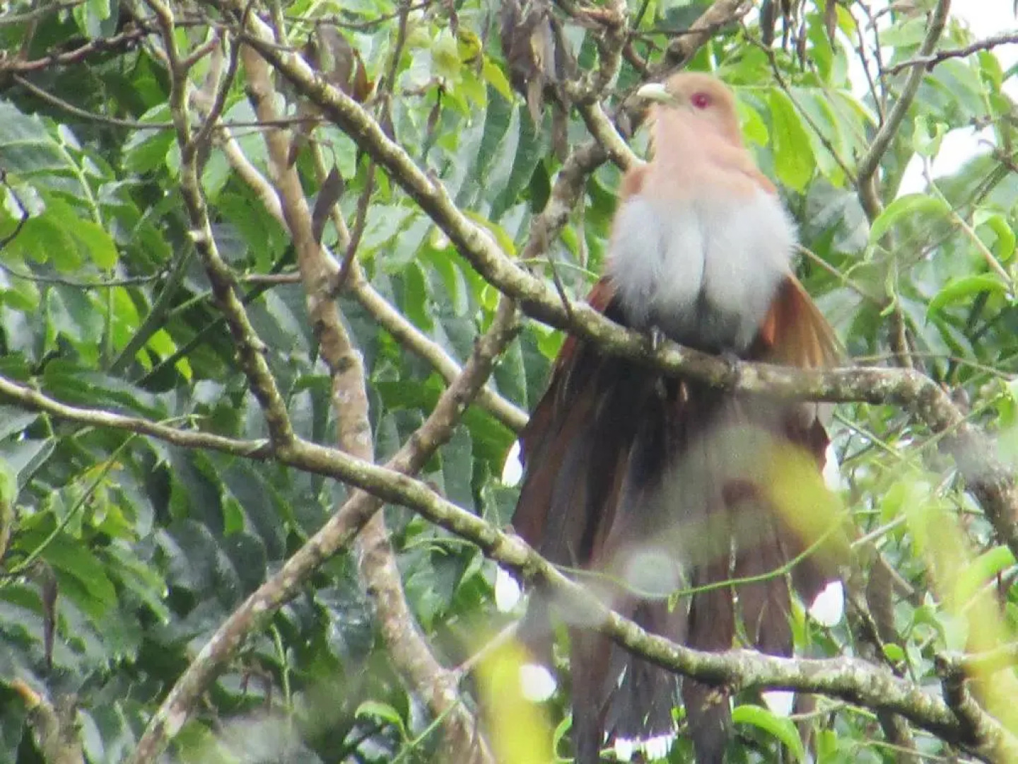 Pousada Village Terê