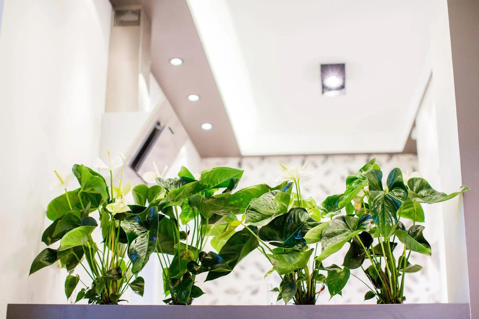 Mojito Apartments - Botanica