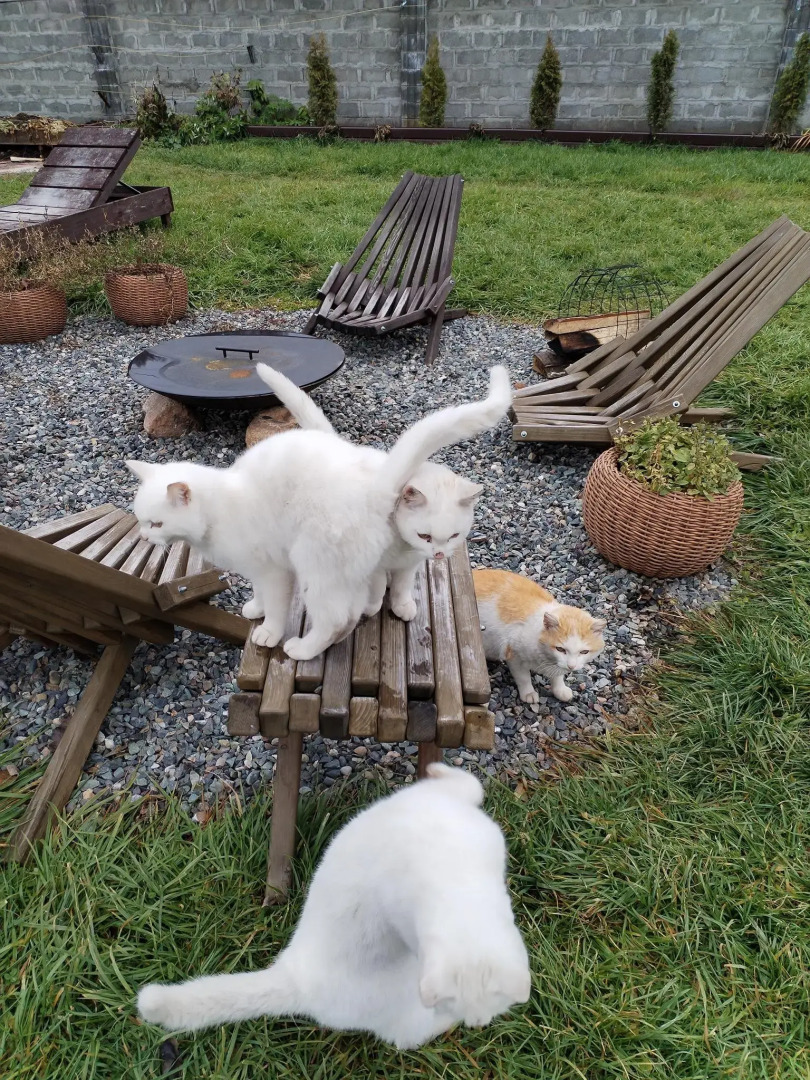 Уcадьба Aйsun (Айсан)