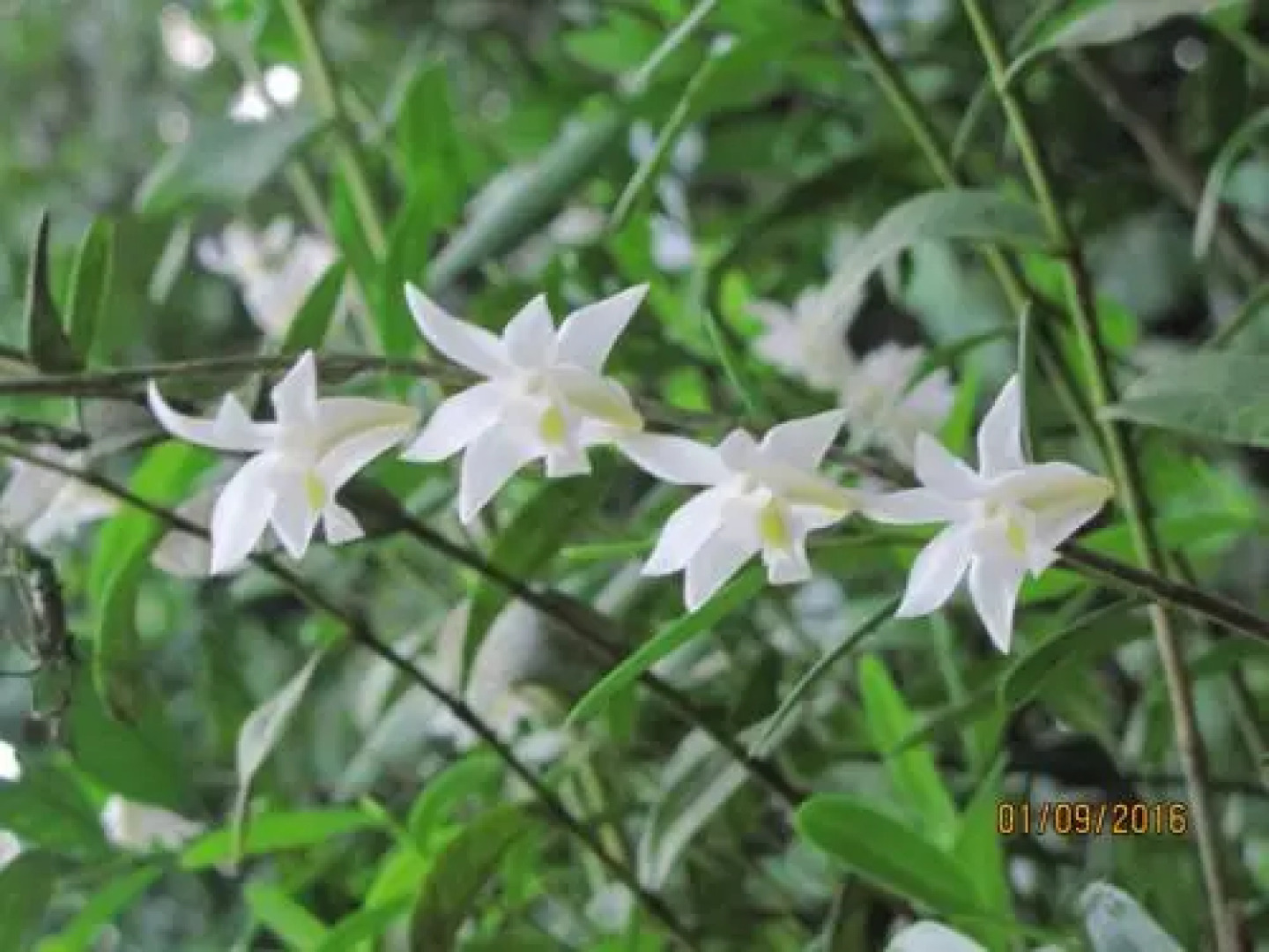 Terimakasih Bar and Guesthouse