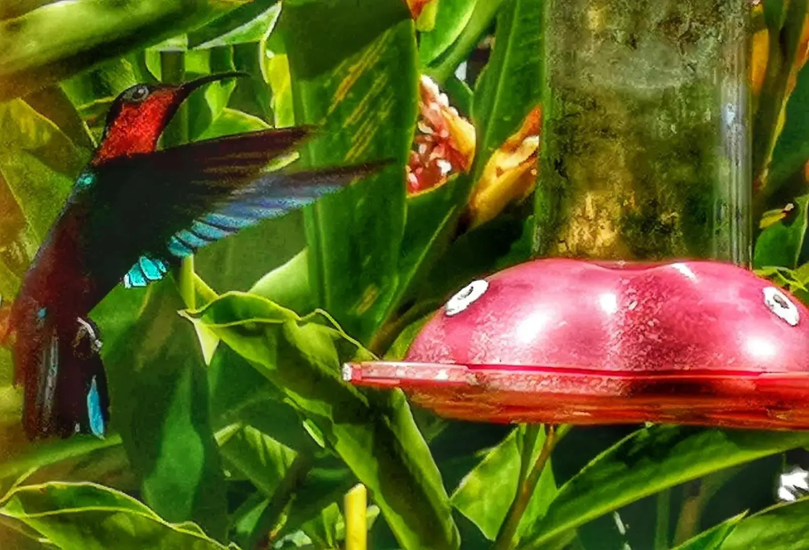 Studio Frangipani dans Villa Fleurs des Iles