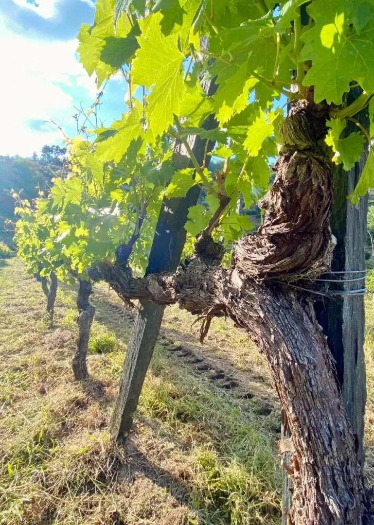 Private Douro- Quinta das Susandas