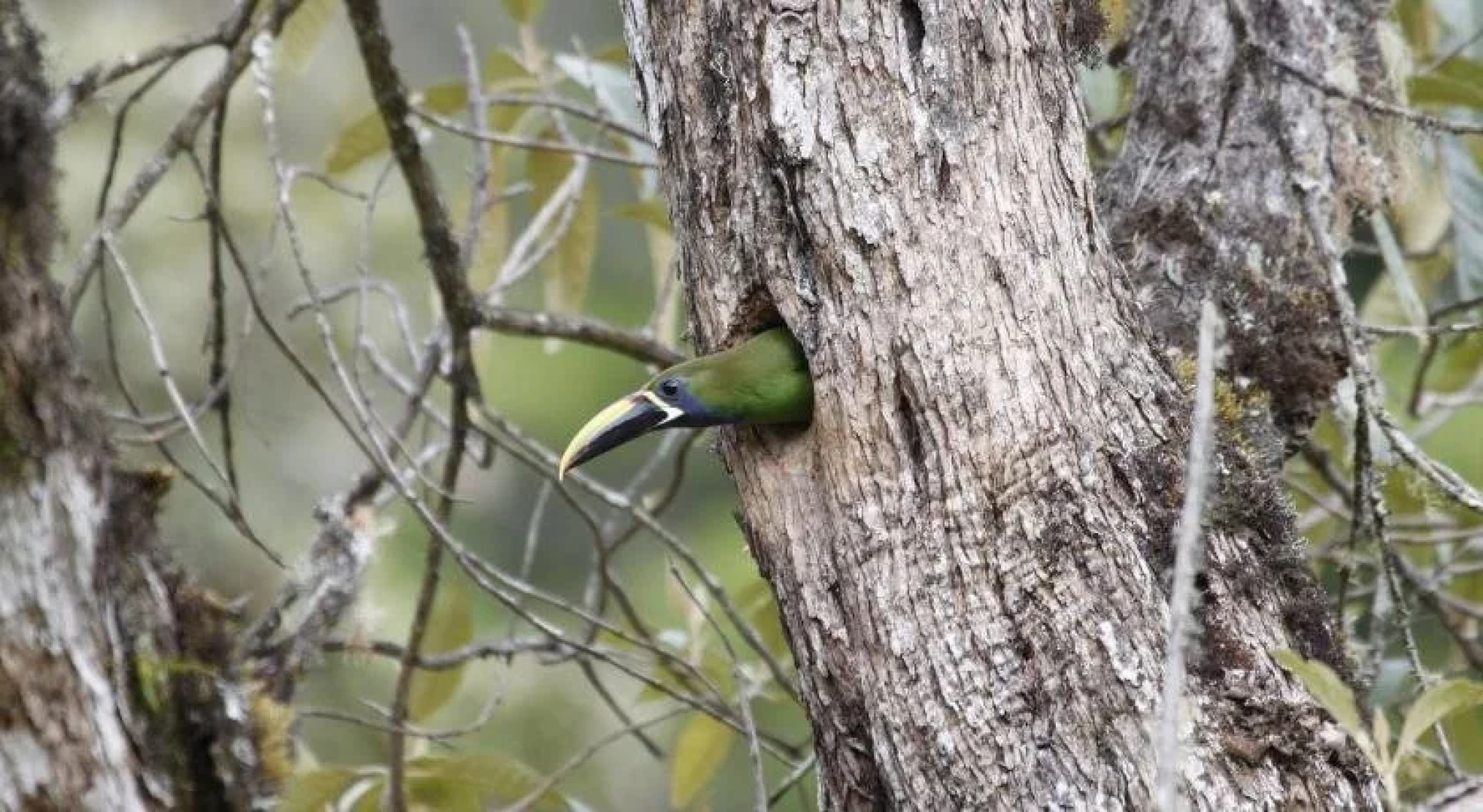 Cabinas El Quetzal